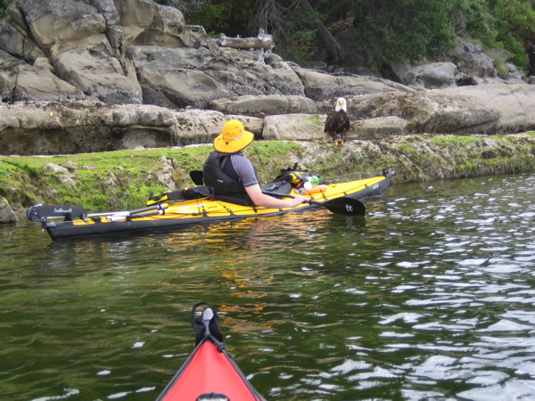 Karl and a Bald Eagle, Wallace Island, BC, Canada (click for close-up)